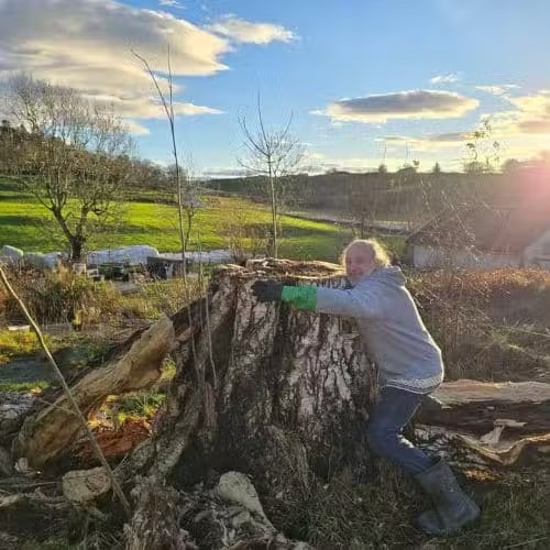 Clearing the old birch at Falkasete Farm